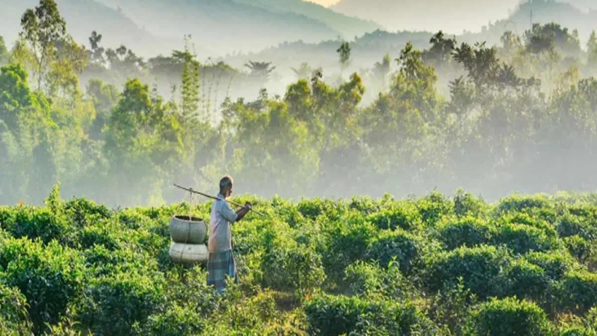 Sylhet tea garden body recovered